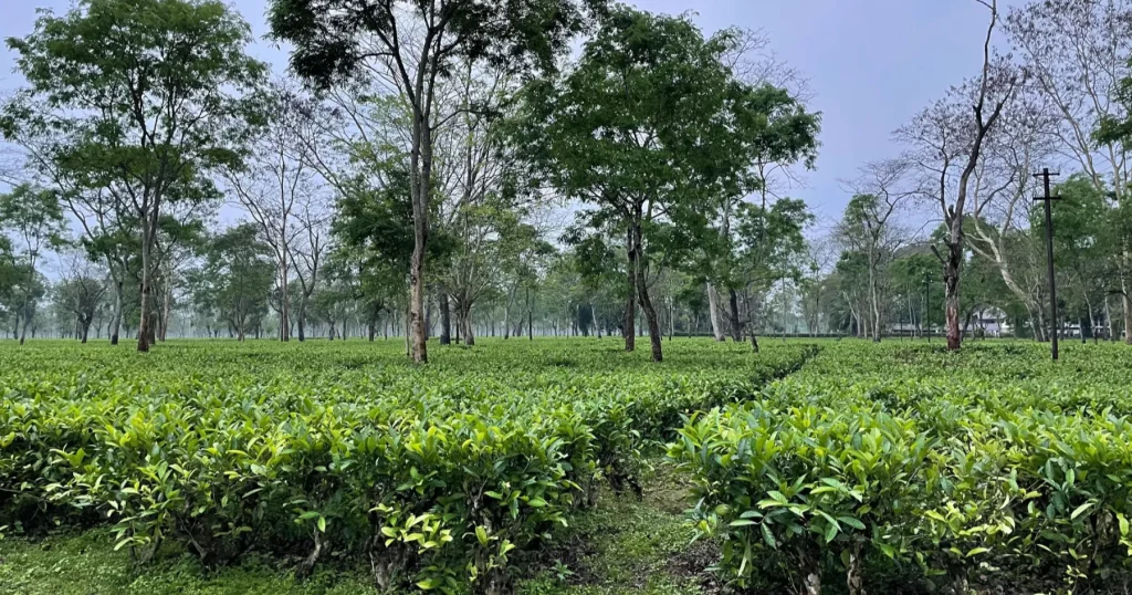 A team farm in India