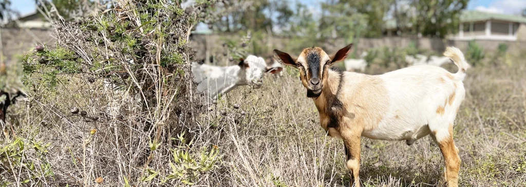 Image of two goats grazing in the field